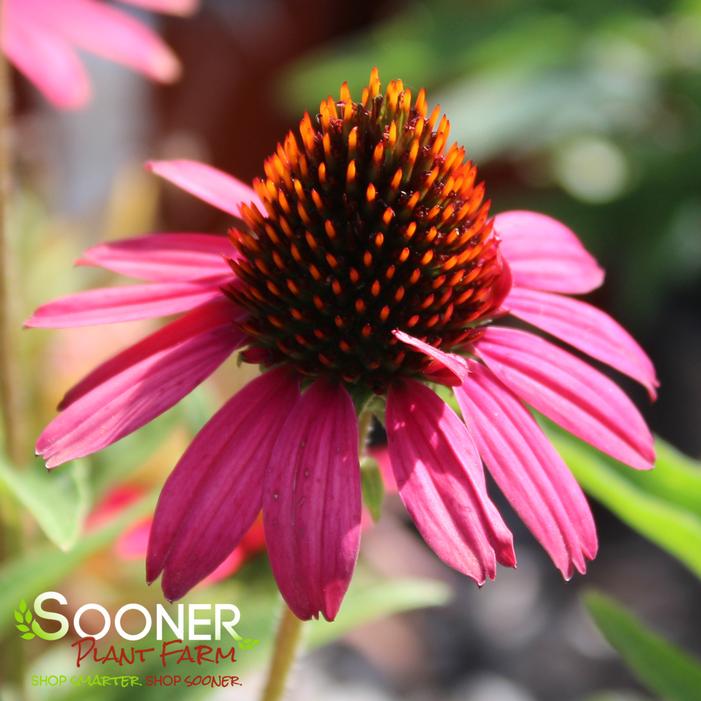 GLOWING DREAM CONEFLOWER