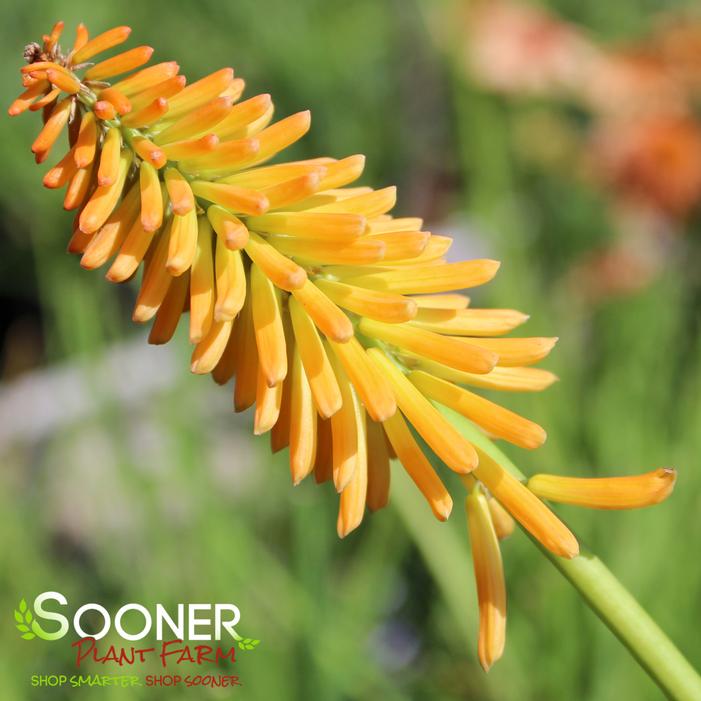 MANGO POPSICLE™ RED HOT POKER