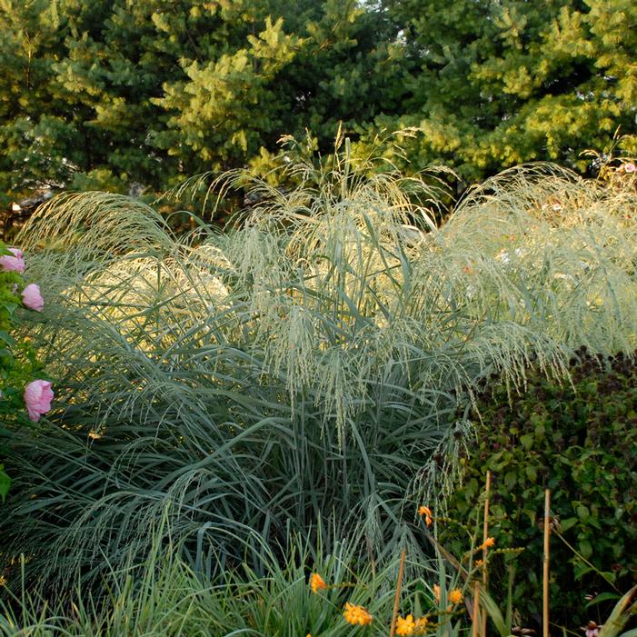 DEWEY BLUE SWITCH GRASS