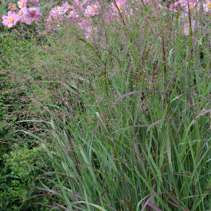 RED ROTSTRAHIBUSCH SWITCH GRASS