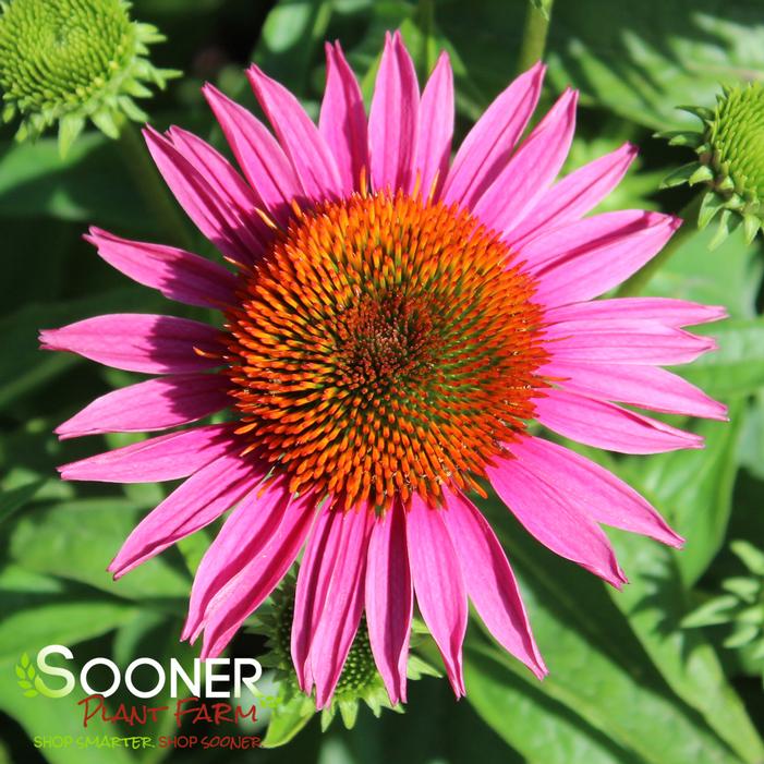 PICA BELLA CONEFLOWER