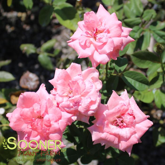 © Sooner Plant Farm, Inc. All rights reserved.