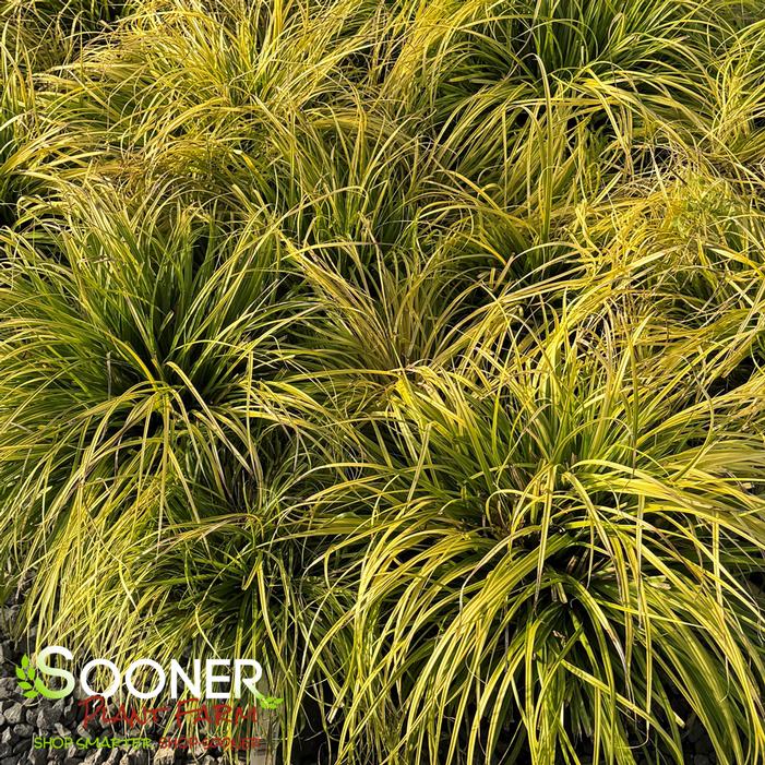 EVERILLO SEDGE