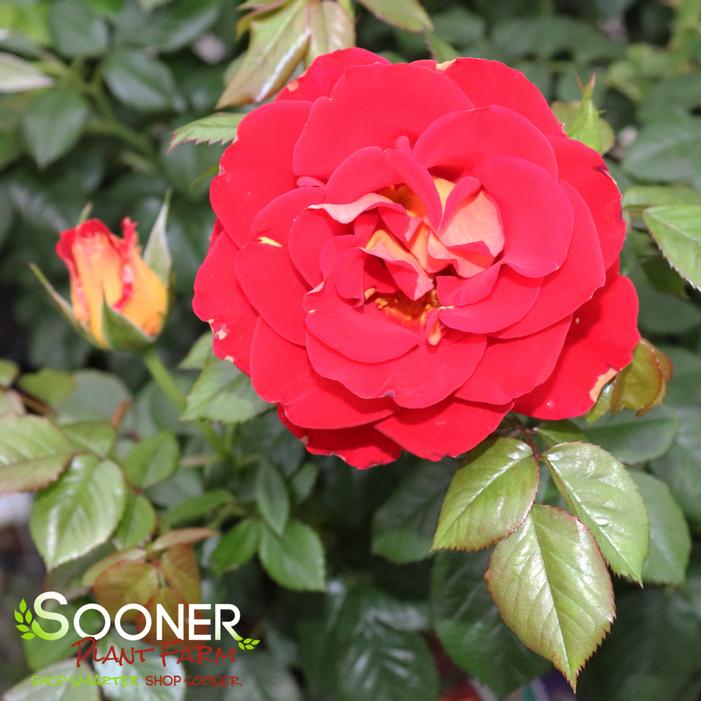 KETCHUP & MUSTARD™ FLORIBUNDA ROSE