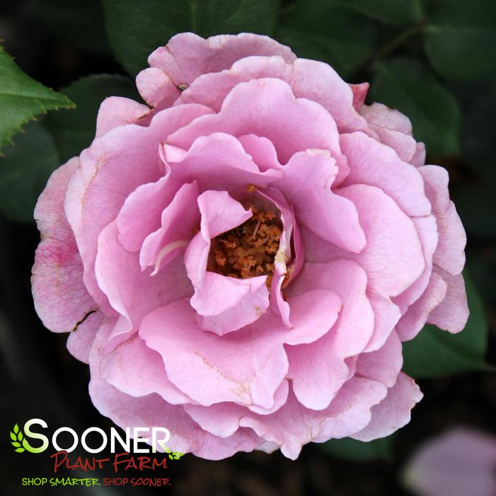 ANGEL FACE FLORIBUNDA ROSE