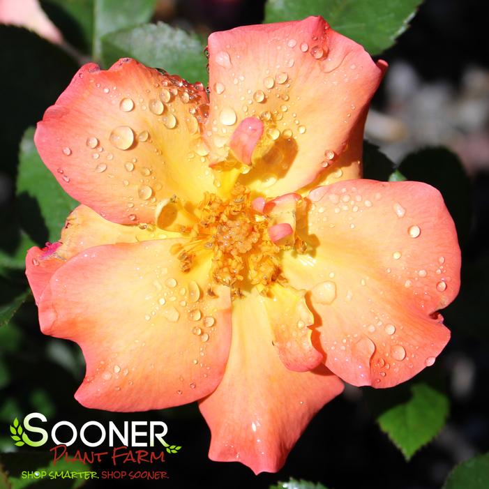 Playboy Floribunda Rose | Sooner Plant Farm