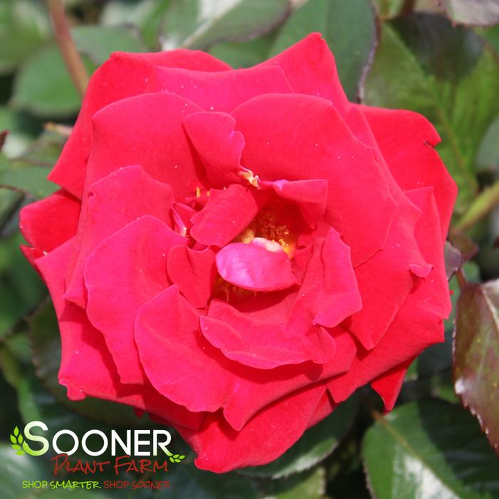 DROP DEAD RED™ FLORIBUNDA ROSE