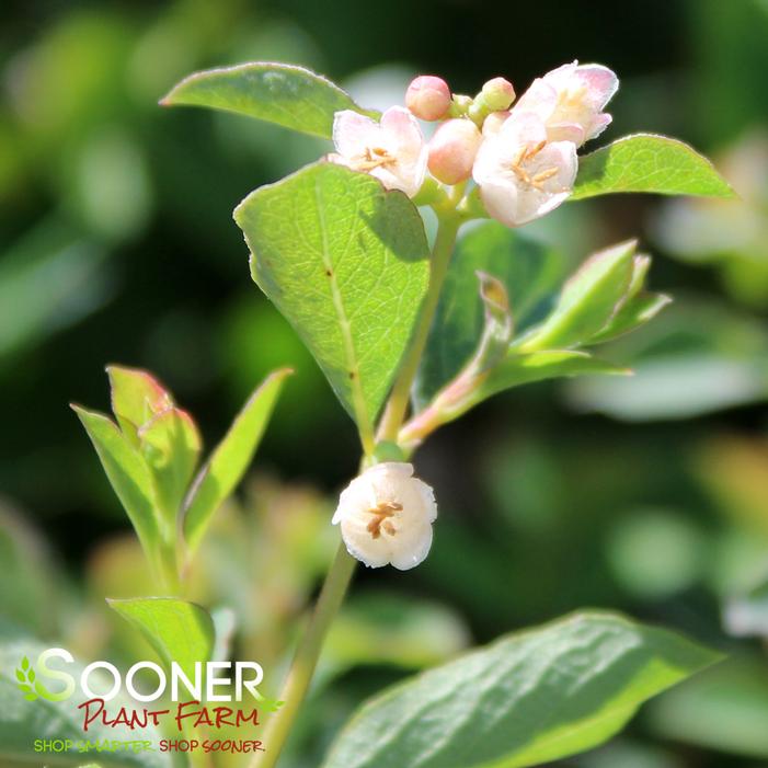 SWEET™ CORALBERRY