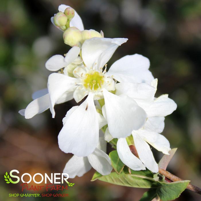 LOTUS MOON™ PEARL BUSH