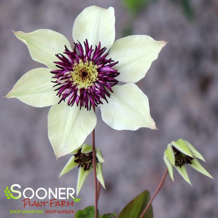 FLORIDA SIEBOLDII CLEMATIS