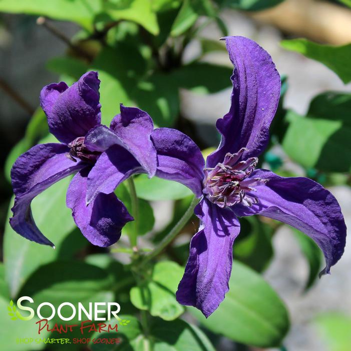 SAPPHIRE INDIGO™ CLEMATIS