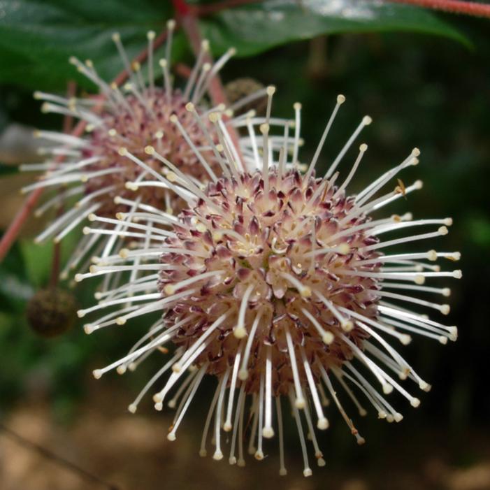 CHINESE BUTTONBUSH