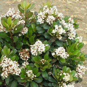 SNOWCAP® INDIAN HAWTHORN