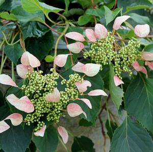 Rose Sensation™ Climbing Hydrangea | Sooner Plant Farm