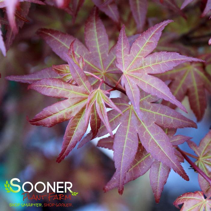 BENI HIME UPRIGHT JAPANESE MAPLE