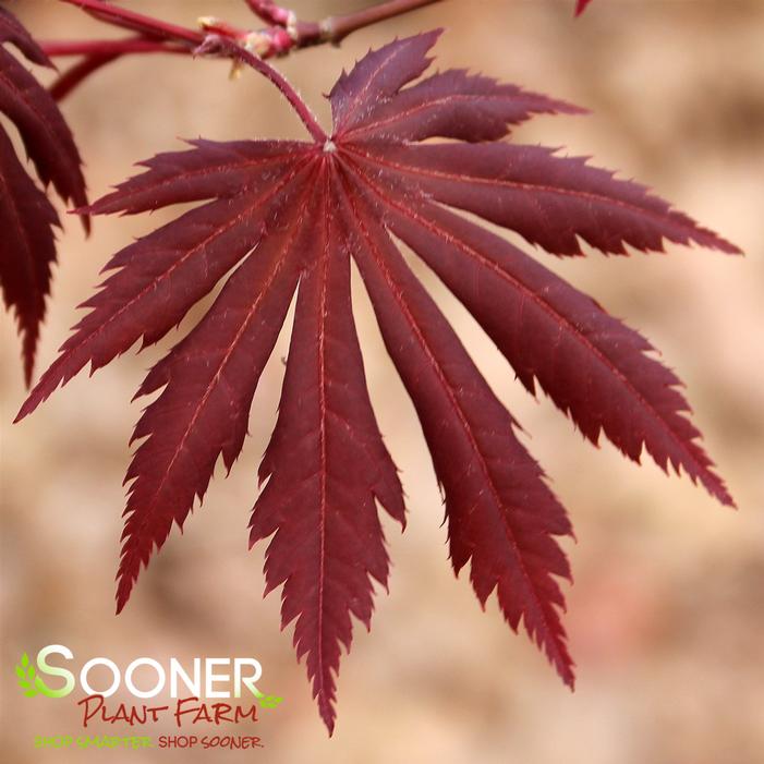 YASEMIN UPRIGHT JAPANESE MAPLE