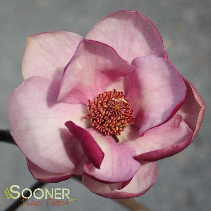 BLACK TULIP® MAGNOLIA