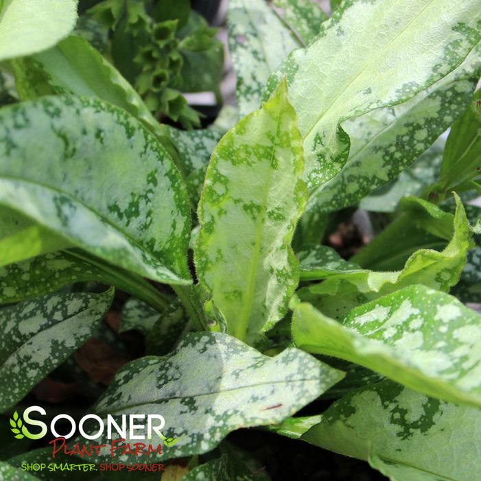 SILVER BOUQUET LUNGWORT