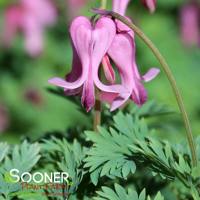 AMORE™ PINK BLEEDING HEART