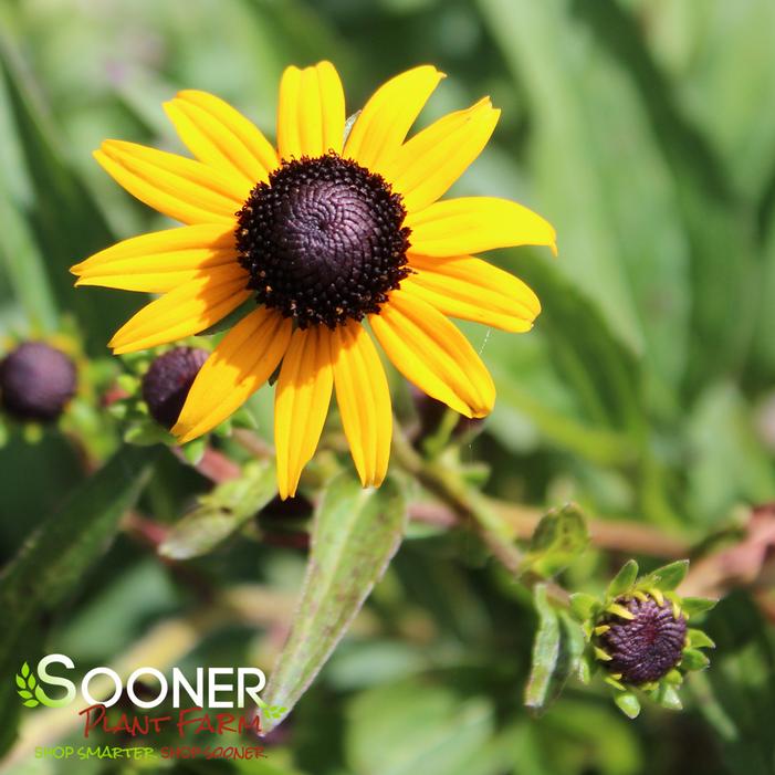 GOLDSTURM BLACK-EYED SUSAN