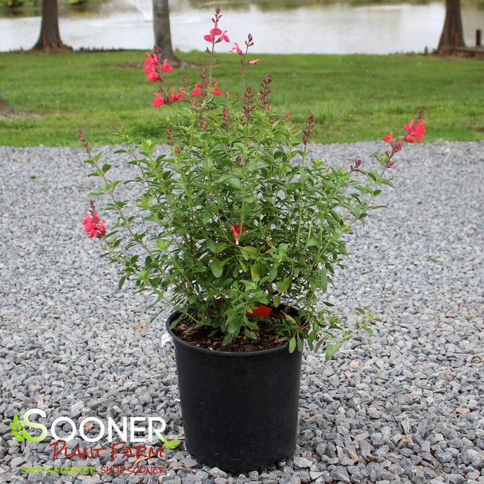 CORAL AUTUMN SAGE