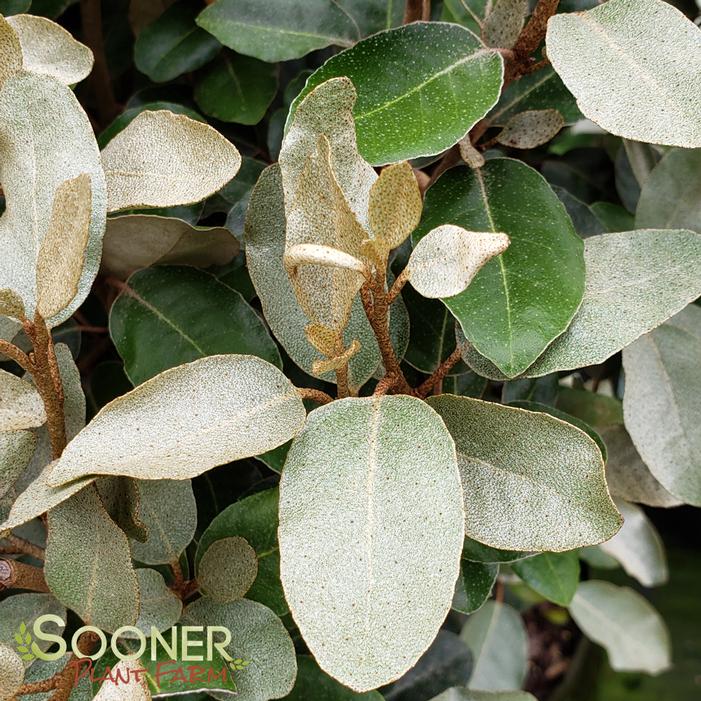 EBBENGEI ELAEAGNUS