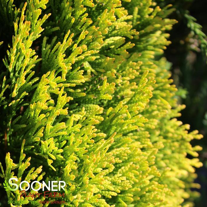 Image property of Sooner Plant Farm, Inc.