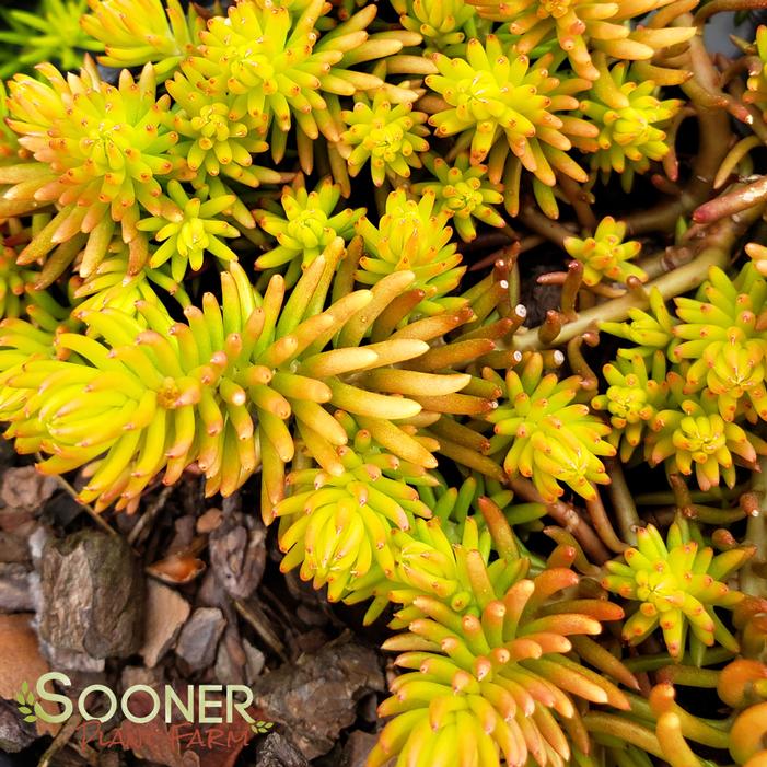 ANGELINA SEDUM