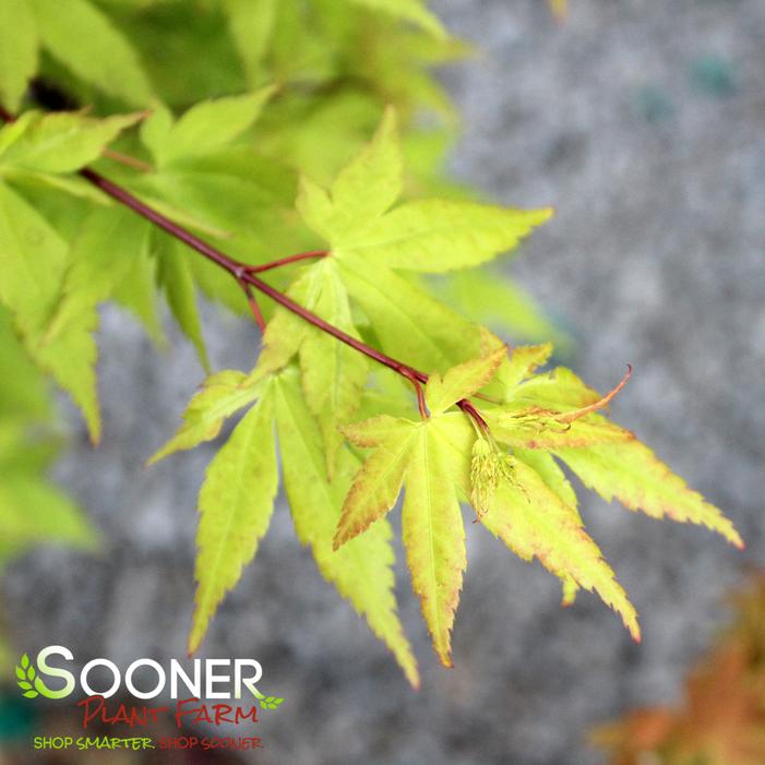 SUMMER GOLD UPRIGHT JAPANESE MAPLE