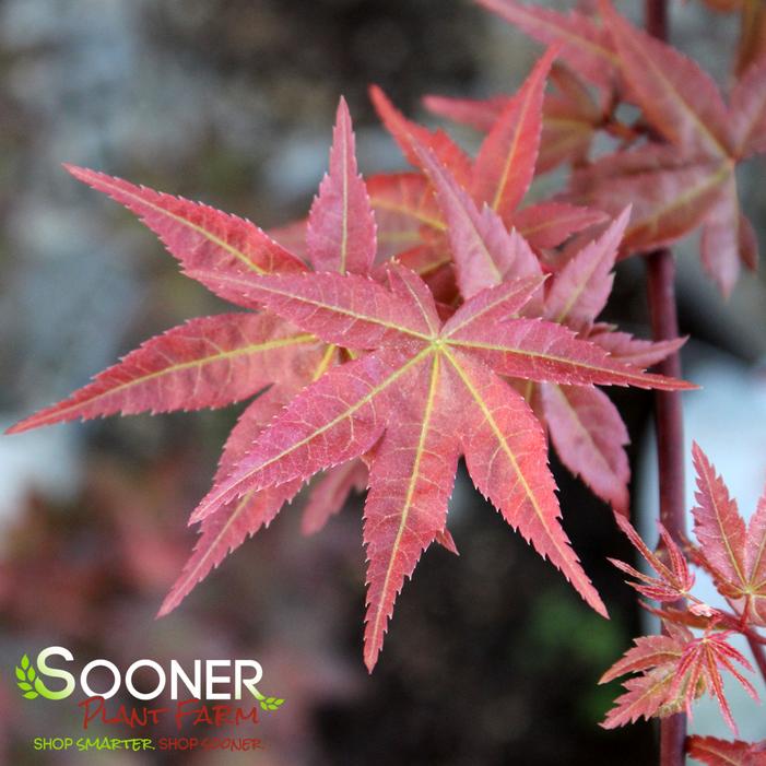 BONFIRE UPRIGHT JAPANESE MAPLE