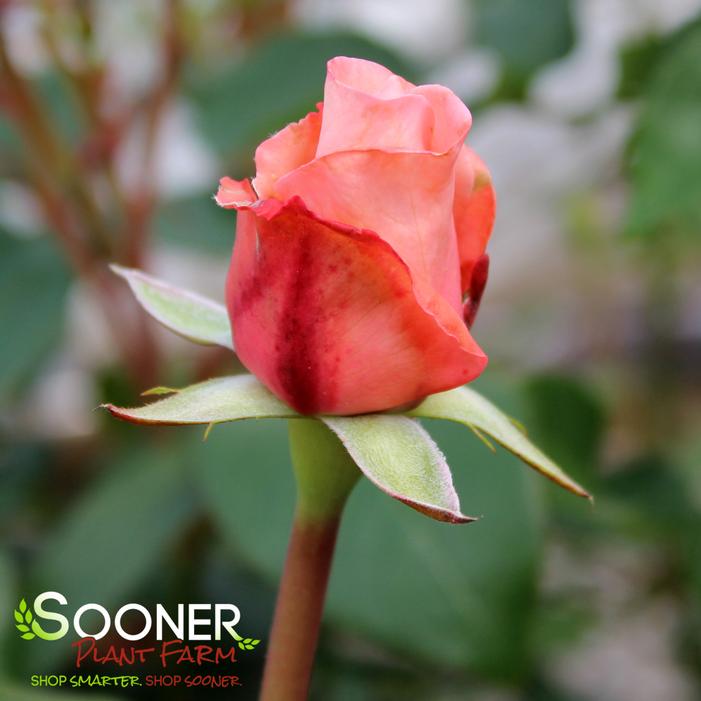 NEW ZEALAND HYBRID TEA ROSE