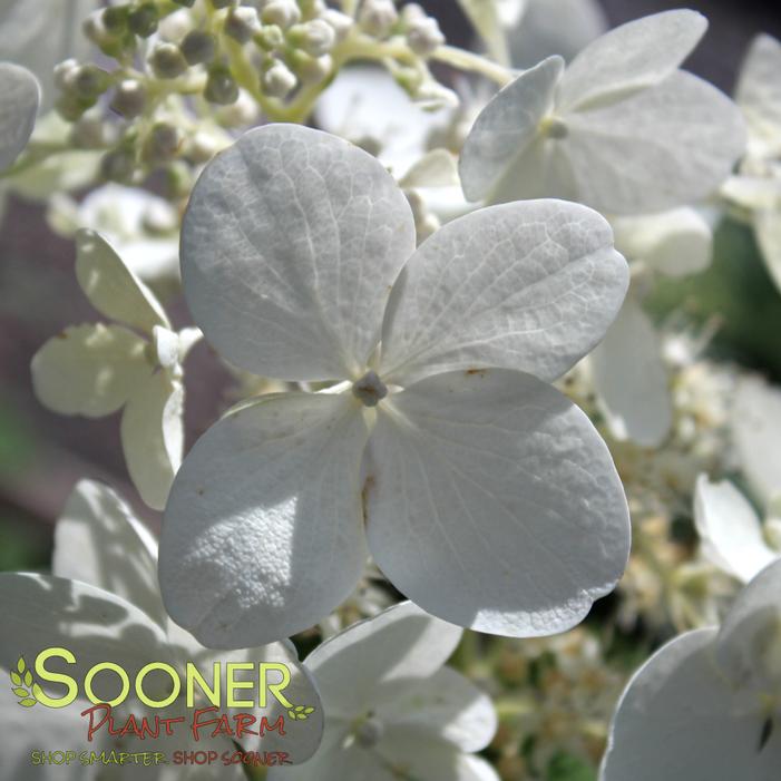 Image property of Sooner Plant Farm, Inc.