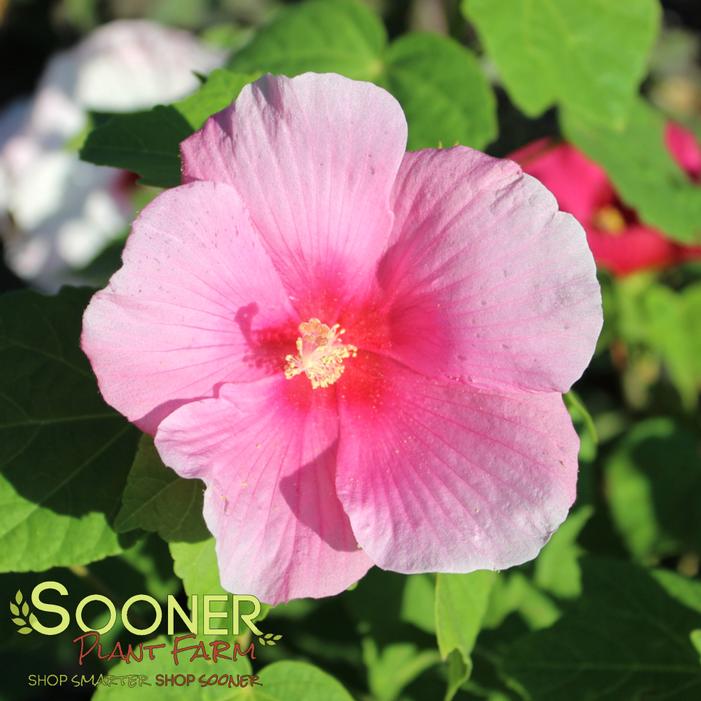 © Sooner Plant Farm, Inc. All rights reserved.