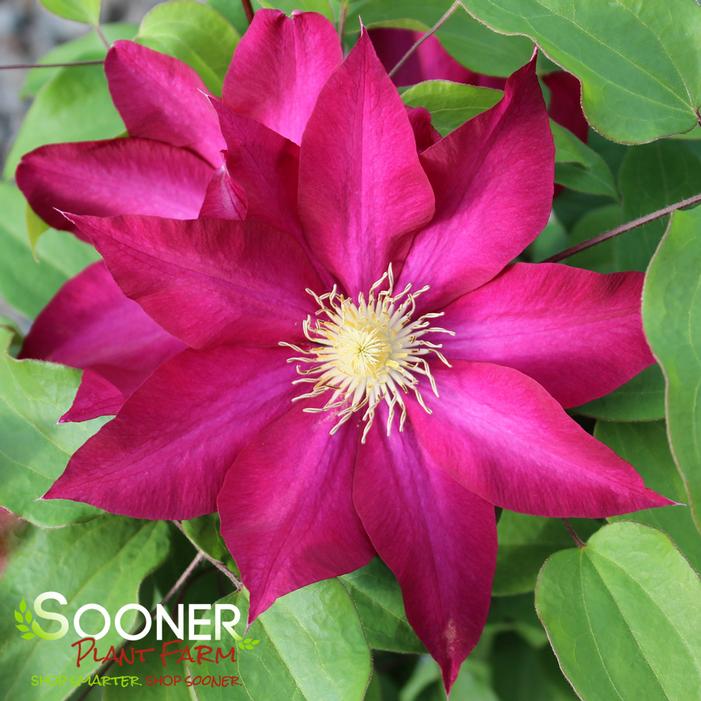 BOURBON™ CLEMATIS