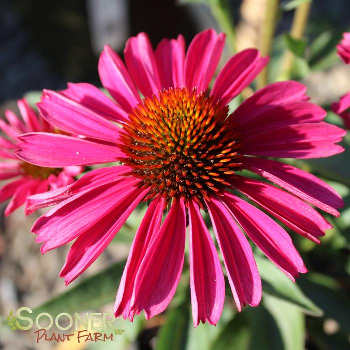 KISMET® RASPBERRY CONEFLOWER