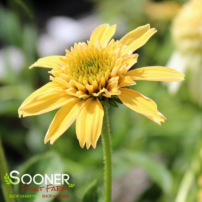 LEMON DROP CONEFLOWER