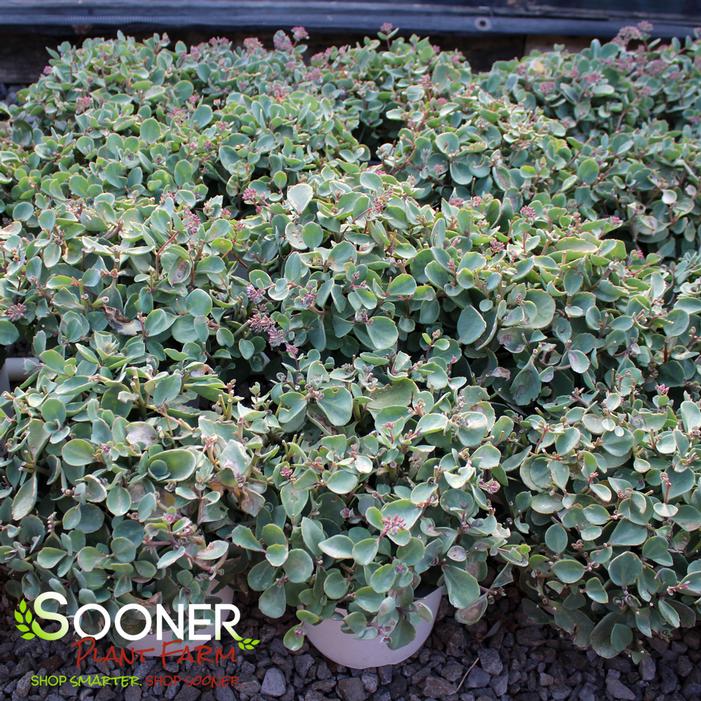 ROCK 'N ROUND™ POPSTAR SEDUM