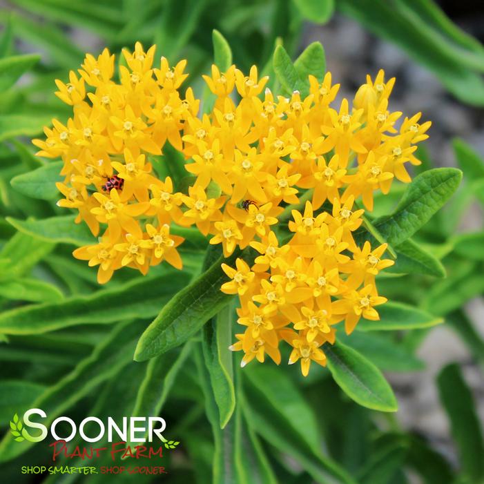 HELLO YELLOW BUTTERFLY MILKWEED