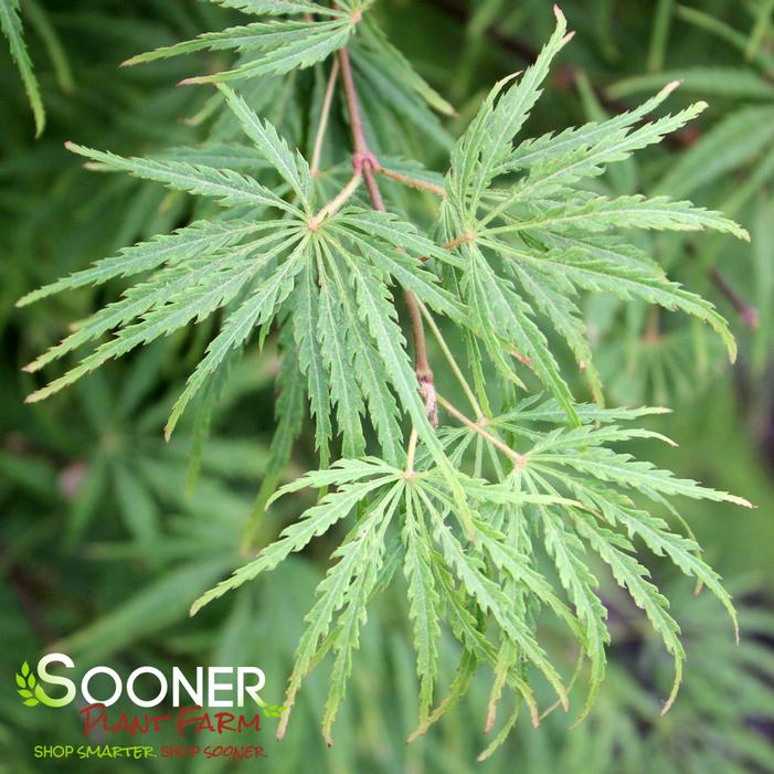 EAGLE CLAW UPRIGHT JAPANESE MAPLE