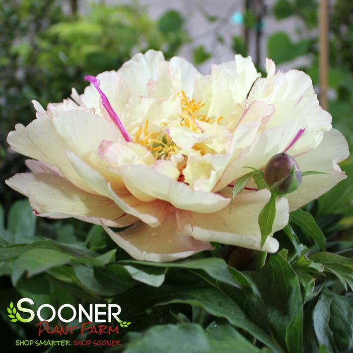 SHIRLEY TEMPLE GARDEN PEONY