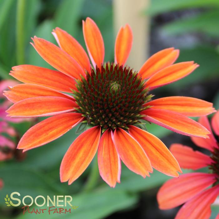 BUTTERFLY™ RAINBOW MARCELLA CONEFLOWER