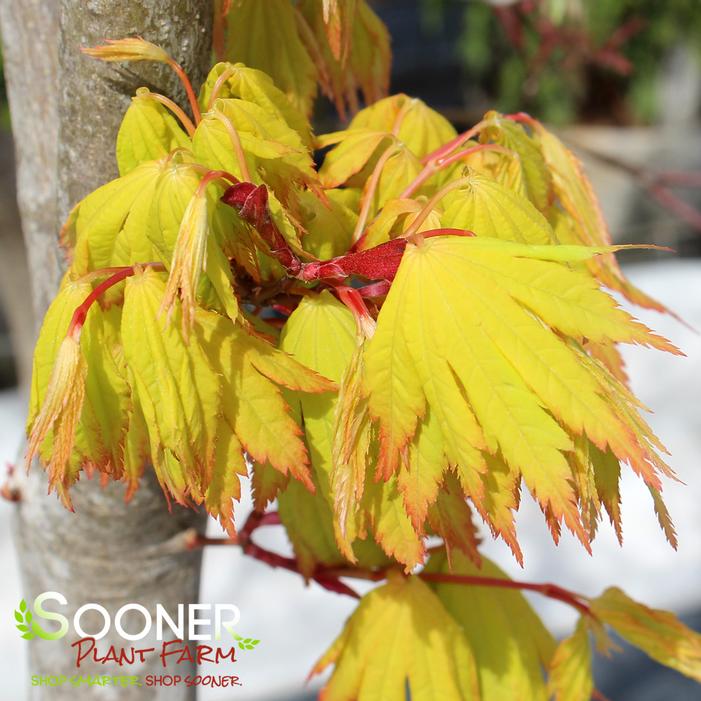 JORDAN FULL MOON UPRIGHT JAPANESE MAPLE