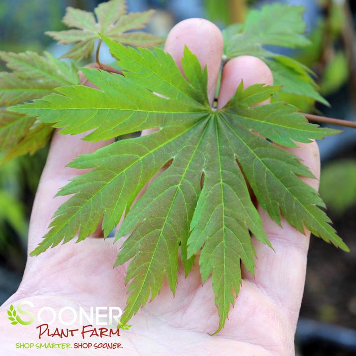 EMMETT'S PUMPKIN UPRIGHT JAPANESE MAPLE