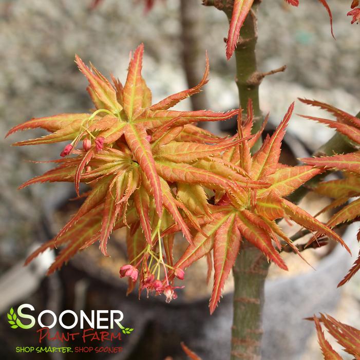 JAPANESE PRINCESS DWARF UPRIGHT JAPANESE MAPLE