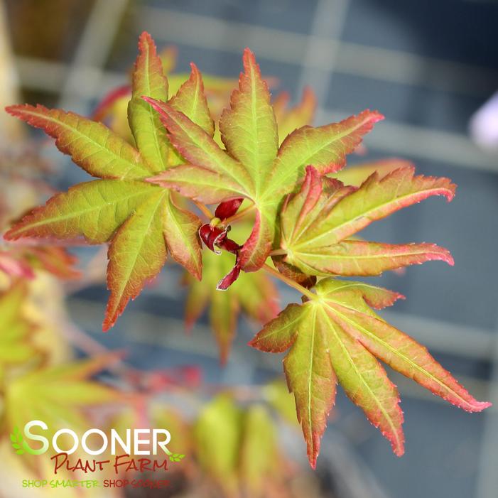 RADIANT™ UPRIGHT JAPANESE MAPLE