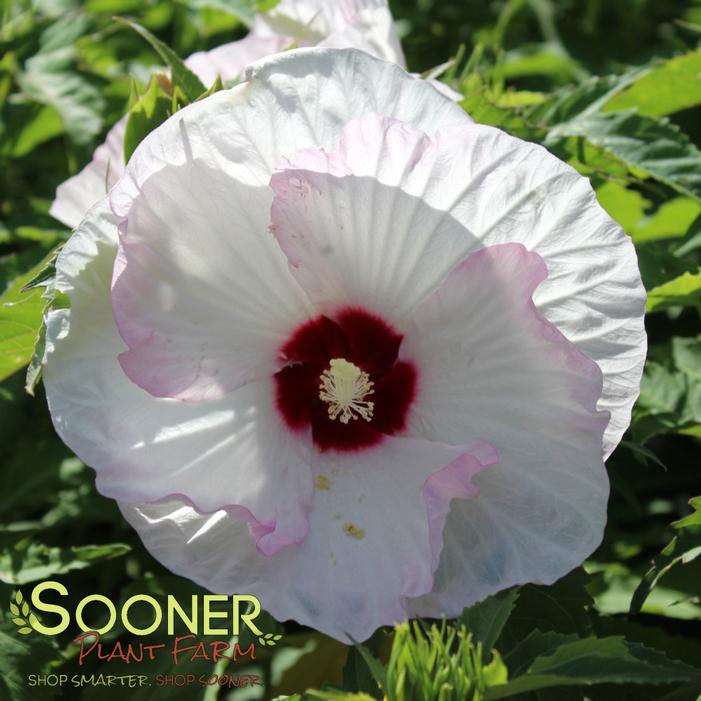 © Sooner Plant Farm, Inc. All rights reserved.