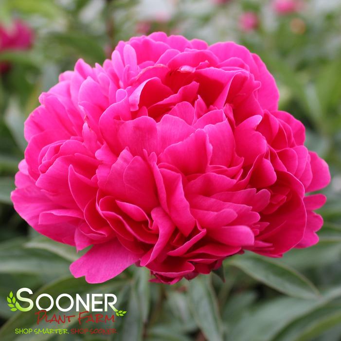 KANSAS GARDEN PEONY