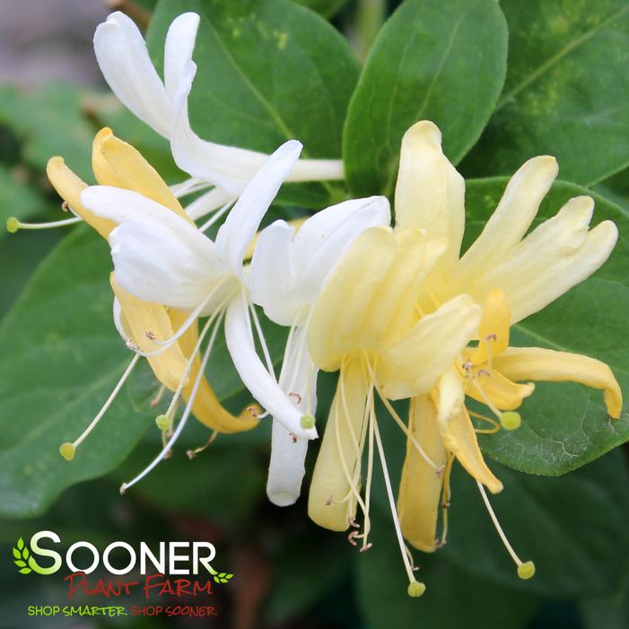 HALL'S HONEYSUCKLE