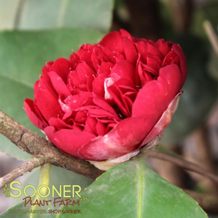 APRIL TRYST CAMELLIA