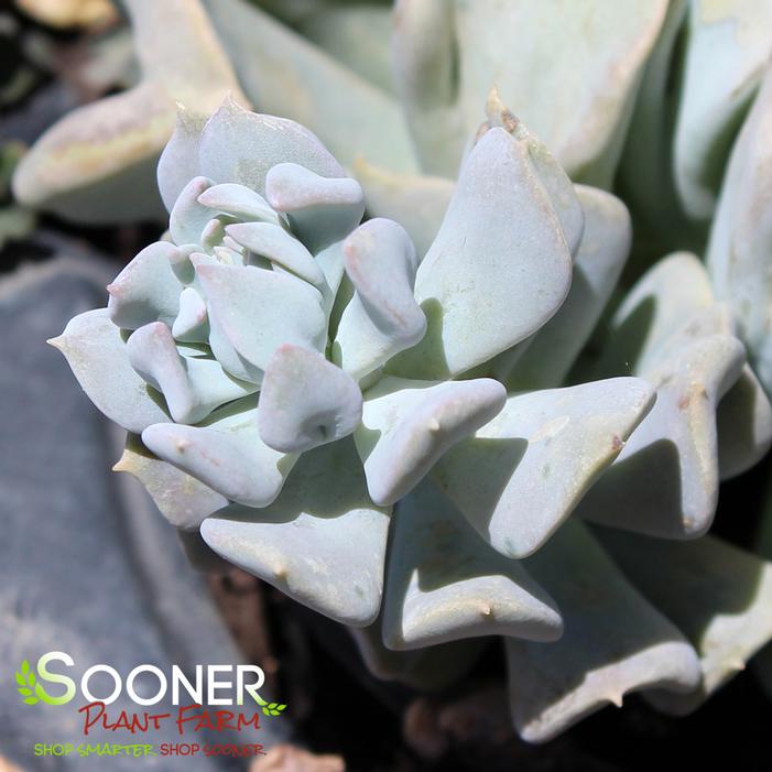 TOPSY TURVY ECHEVERIA